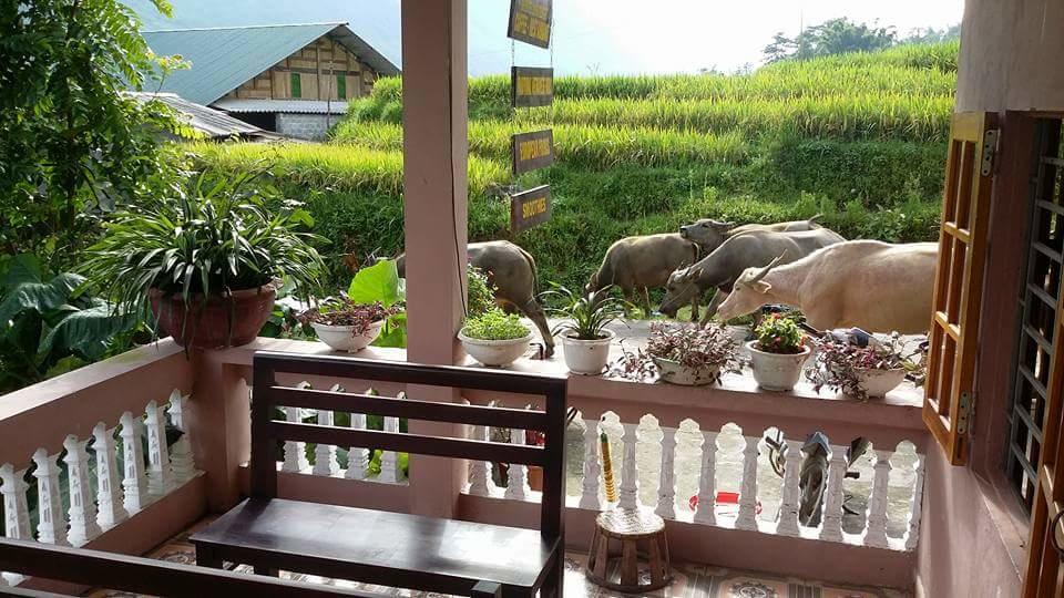 Ta Van Green Hills Homestay 사파 외부 사진